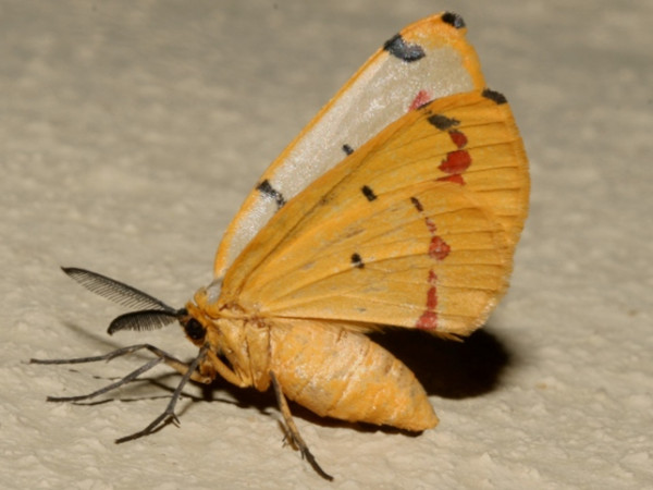 /filer/webapps/moths/media/images/T/terinata_Phoenicocampa_A_Roland.jpg