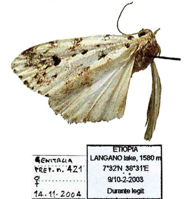 /filer/webapps/moths/media/images/T/terlineata_Afrasura_HT_SNHM.jpg