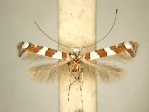/filer/webapps/moths/media/images/T/terminalina_Acrocercops_PT_TMSA6194.jpg
