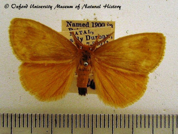 /filer/webapps/moths/media/images/T/terminalis_Euproctis_A_OUMNH_02.JPG