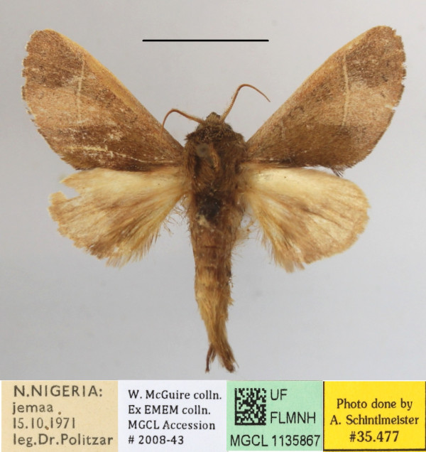 /filer/webapps/moths/media/images/T/terminalis_Scalmicauda_A_MGCLa_01.JPG