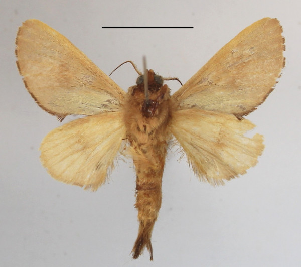 /filer/webapps/moths/media/images/T/terminalis_Scalmicauda_A_MGCLb_01.JPG