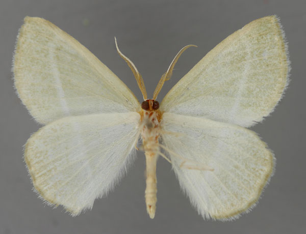 /filer/webapps/moths/media/images/T/terminata_Acollesis_A_ZSM_02.jpg