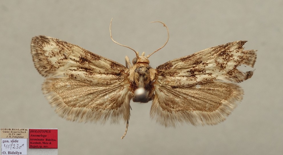 /filer/webapps/moths/media/images/T/terminata_Anomologa_MHT_TMSA.jpg