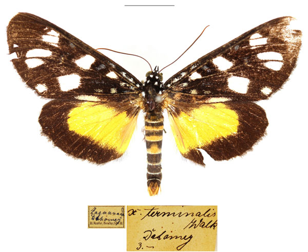 /filer/webapps/moths/media/images/T/terminatis_Heraclia_AM_RBINS.jpg
