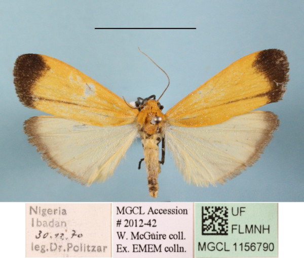 /filer/webapps/moths/media/images/T/termineola_Muxta_A_MGCLa_01.JPG