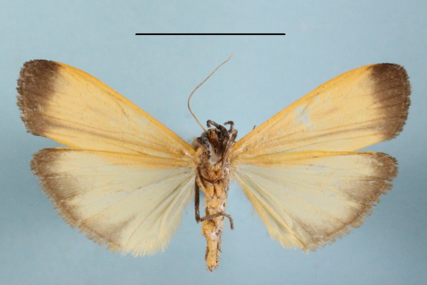 /filer/webapps/moths/media/images/T/termineola_Muxta_A_MGCLb_01.JPG