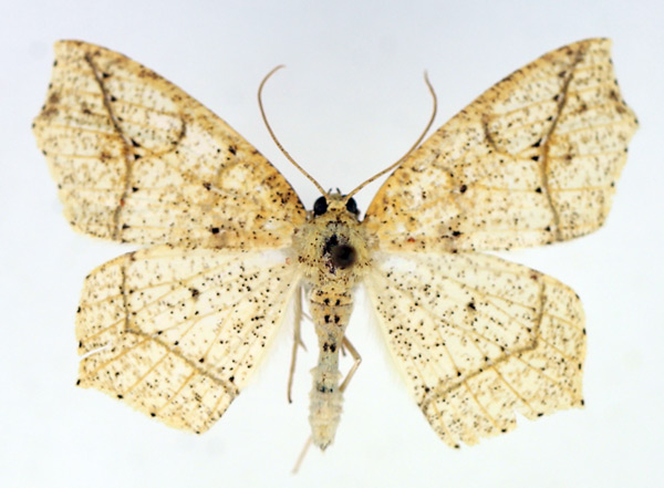 /filer/webapps/moths/media/images/T/termininota_Epigynopteryx_AF_TMSA.jpg