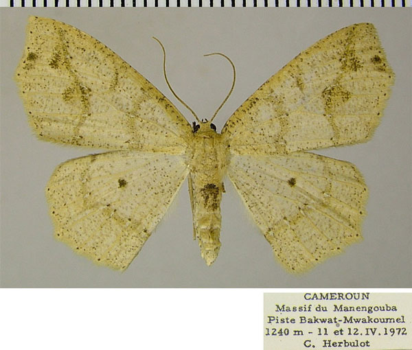 /filer/webapps/moths/media/images/T/termininota_Epigynopteryx_AF_ZSM.jpg