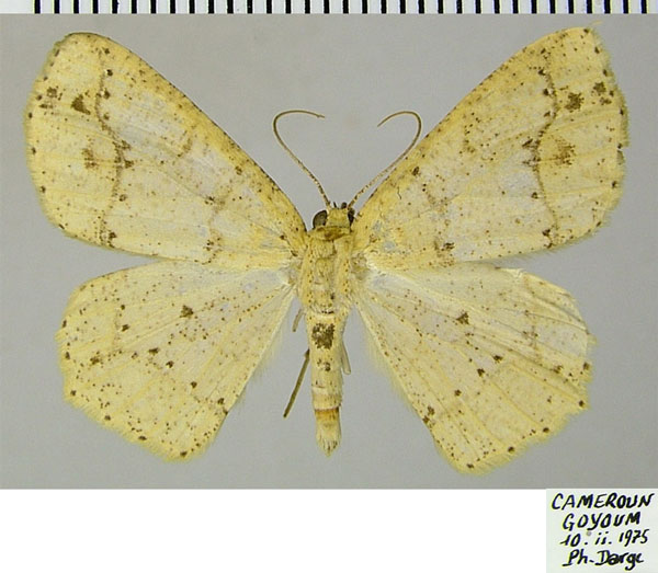 /filer/webapps/moths/media/images/T/termininota_Epigynopteryx_AM_ZSM.jpg