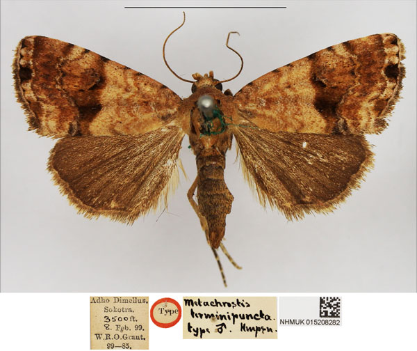 /filer/webapps/moths/media/images/T/terminipuncta_Metachrostis_HT_NHMUK.jpg