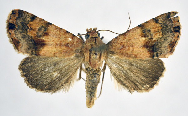 /filer/webapps/moths/media/images/T/terminipuncta_Ozarba_AM_NHMO.jpg