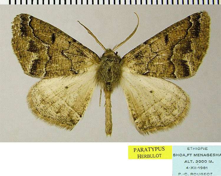 /filer/webapps/moths/media/images/T/terna_Xanthistisa_PTM_ZSMa.jpg