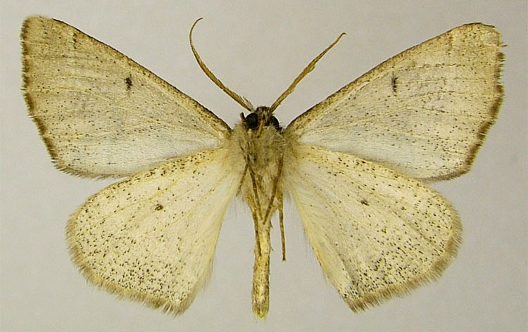 /filer/webapps/moths/media/images/T/terna_Xanthistisa_PTM_ZSMb.jpg