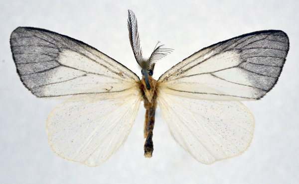 /filer/webapps/moths/media/images/T/teroensis_Paramarbla_A_NHMO_02.jpg