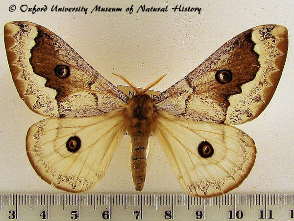 /filer/webapps/moths/media/images/T/terpsichore_Usta_AF_OUMNH_01.jpg
