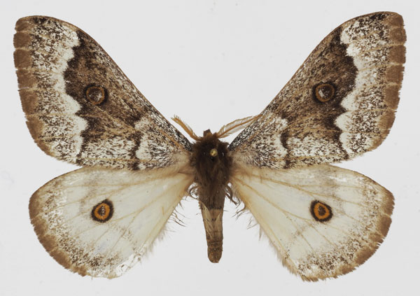 /filer/webapps/moths/media/images/T/terpsichore_Usta_AM_Basquin_02.jpg