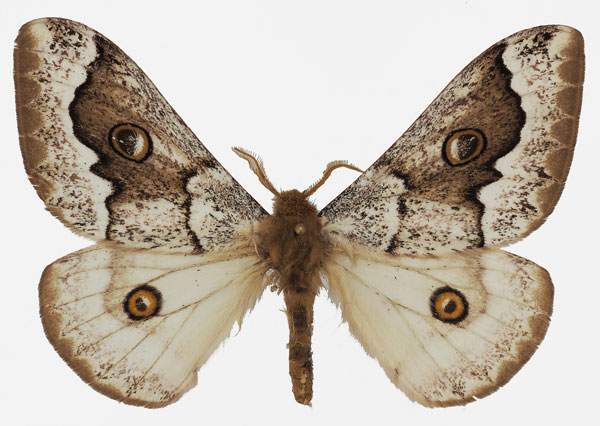 /filer/webapps/moths/media/images/T/terpsichore_Usta_AM_Basquin_03.jpg