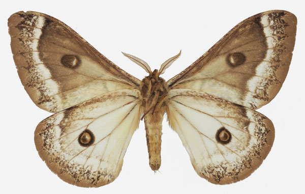 /filer/webapps/moths/media/images/T/terpsichore_Usta_AM_Basquinb.jpg