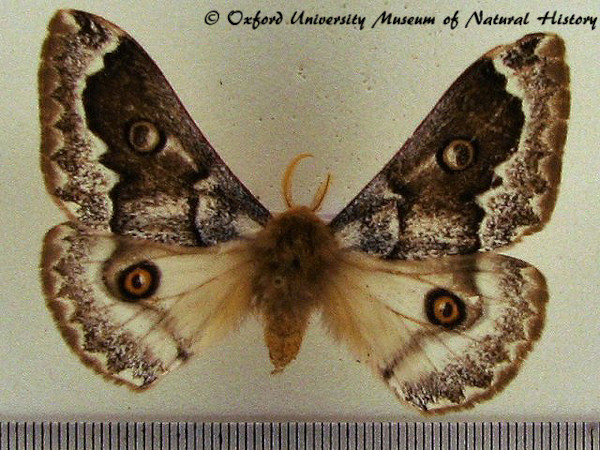 /filer/webapps/moths/media/images/T/terpsichore_Usta_AM_OUMNH_02.jpg