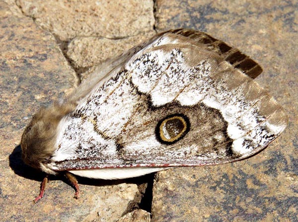 /filer/webapps/moths/media/images/T/terpsichore_Usta_A_Braun_7.jpg