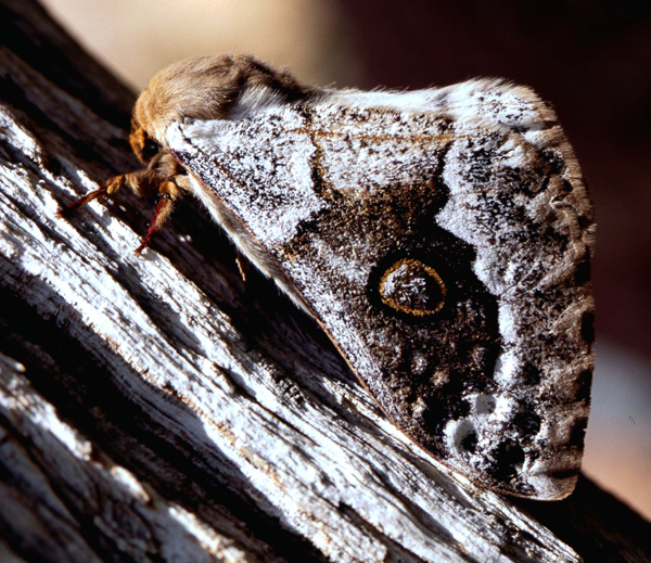 /filer/webapps/moths/media/images/T/terpsichore_Usta_A_Roland_03.jpg
