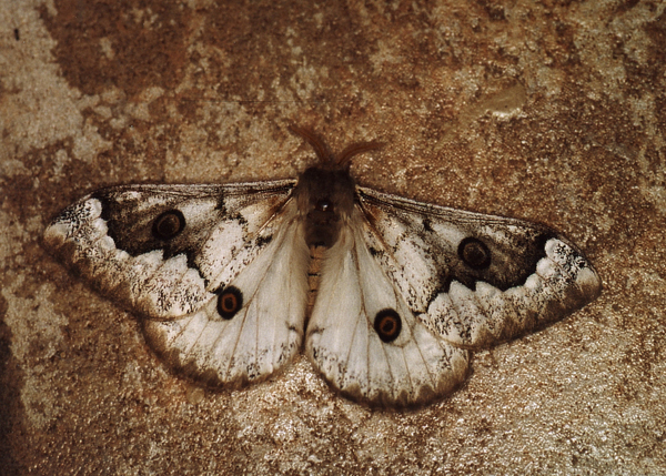 /filer/webapps/moths/media/images/T/terpsichore_Usta_A_Roland_03_0xB604x.jpg