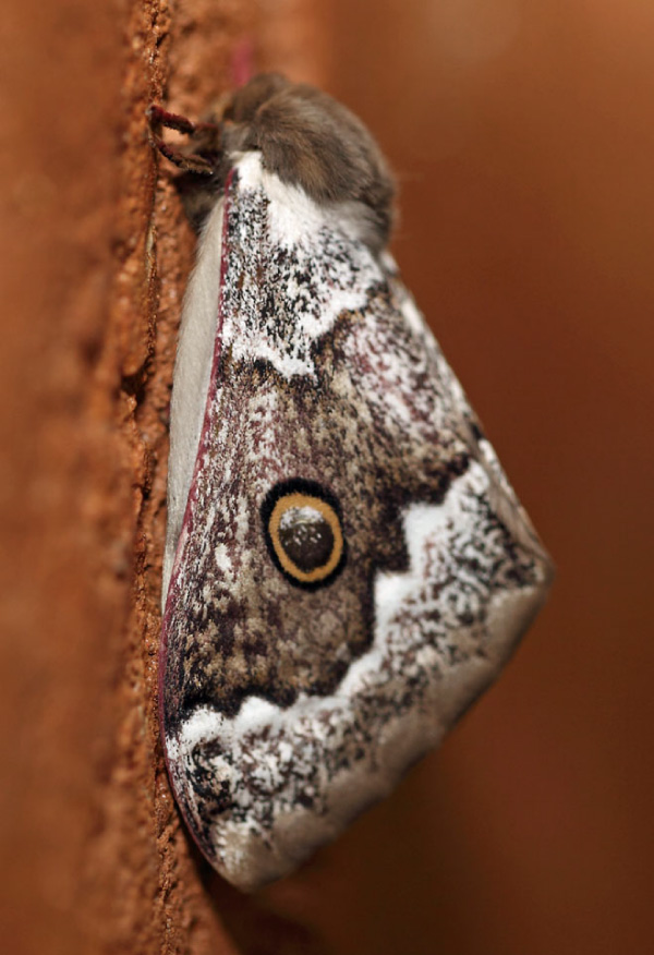 /filer/webapps/moths/media/images/T/terpsichore_Usta_A_Voaden.jpg