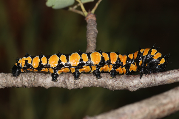 /filer/webapps/moths/media/images/T/terpsichore_Usta_C_Roland_01.jpg