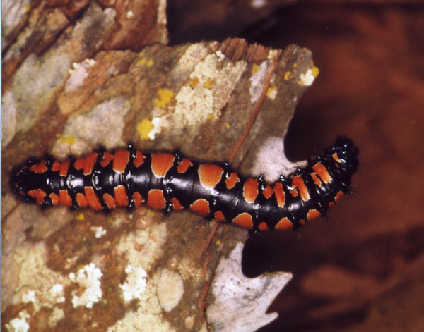 /filer/webapps/moths/media/images/T/terpsichore_Usta_C_Roland_07.jpg
