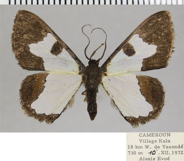 /filer/webapps/moths/media/images/T/terpsichore_Zamarada_AF_ZSM.jpg