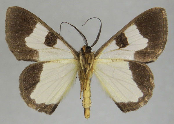 /filer/webapps/moths/media/images/T/terpsichore_Zamarada_AM_ZSMb.jpg