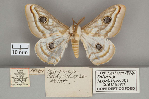 /filer/webapps/moths/media/images/T/terpsichorina_Saturnia_HT_OUMNH_01.jpg