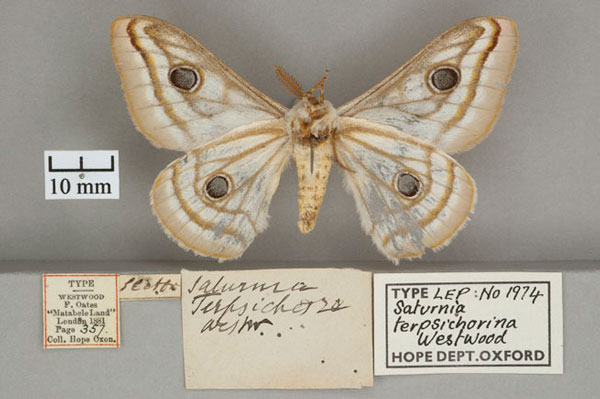 /filer/webapps/moths/media/images/T/terpsichorina_Saturnia_HT_OUMNH_02.jpg
