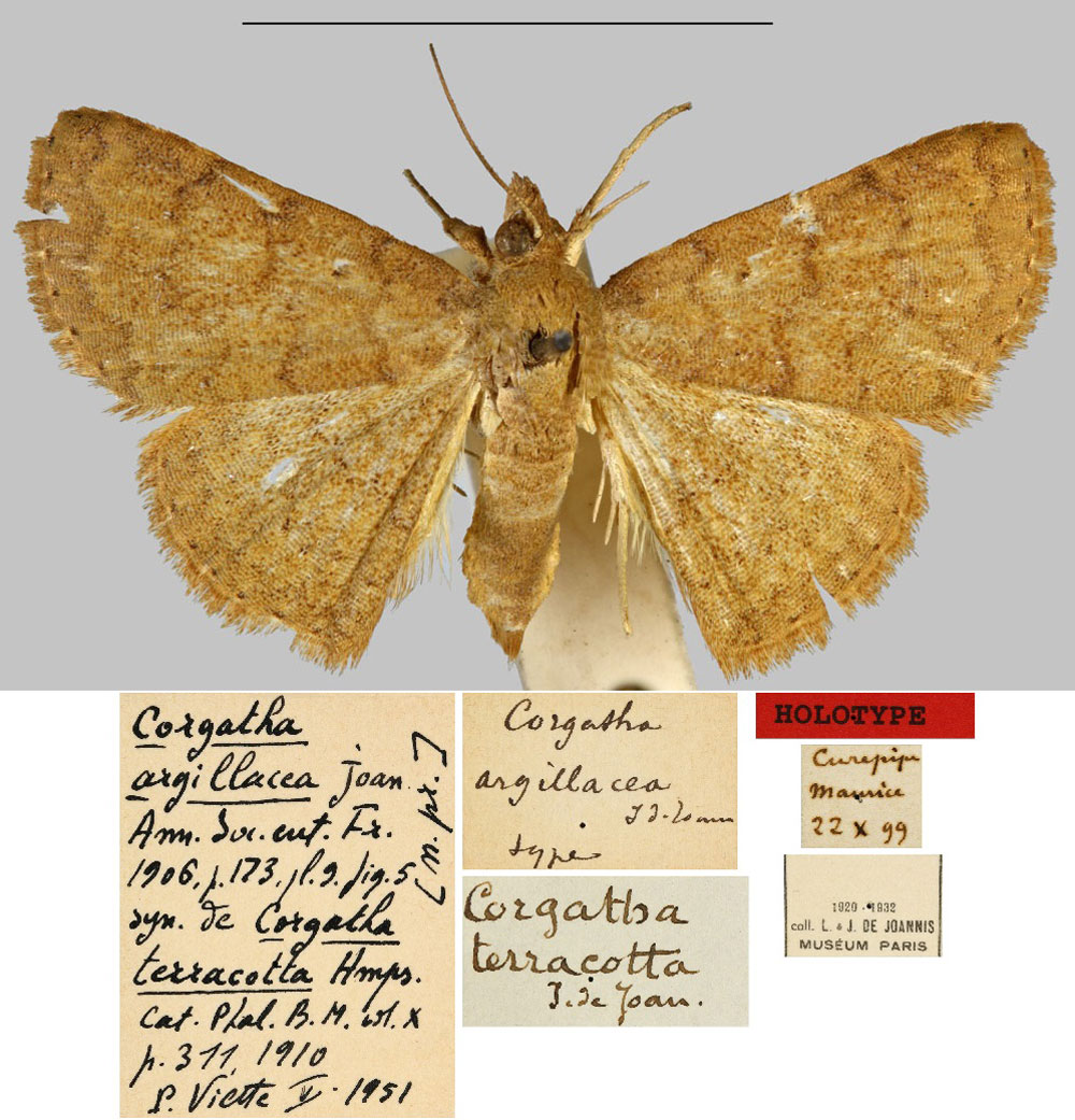 /filer/webapps/moths/media/images/T/terracotta_Corgatha_HT_MNHN.jpg