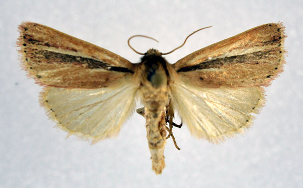 /filer/webapps/moths/media/images/T/terracottoides_Masalia_A_NHMO.jpg
