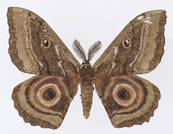 /filer/webapps/moths/media/images/T/terrali_Gynanisa_AM_Basquin_02.jpg