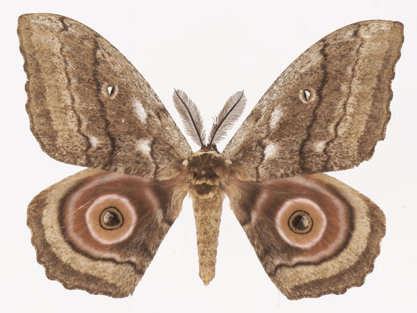/filer/webapps/moths/media/images/T/terrali_Gynanisa_AM_Basquina.jpg