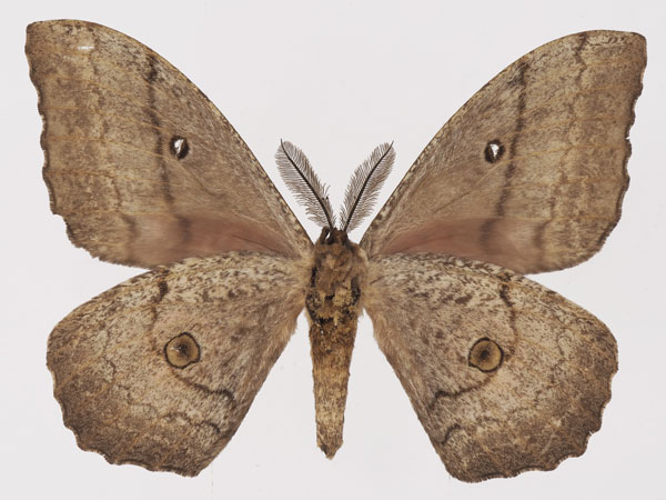/filer/webapps/moths/media/images/T/terrali_Gynanisa_AM_Basquinb.jpg