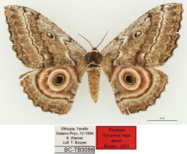 /filer/webapps/moths/media/images/T/terrali_Gynanisa_AT_RBINSa.jpg