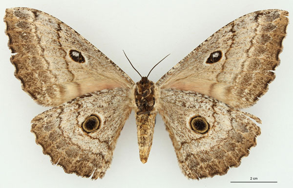 /filer/webapps/moths/media/images/T/terrali_Gynanisa_AT_RBINSb.jpg