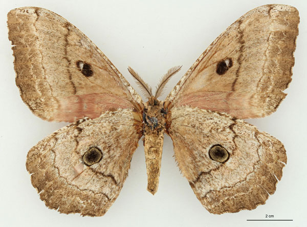 /filer/webapps/moths/media/images/T/terrali_Gynanisa_HT_RBINSb.jpg