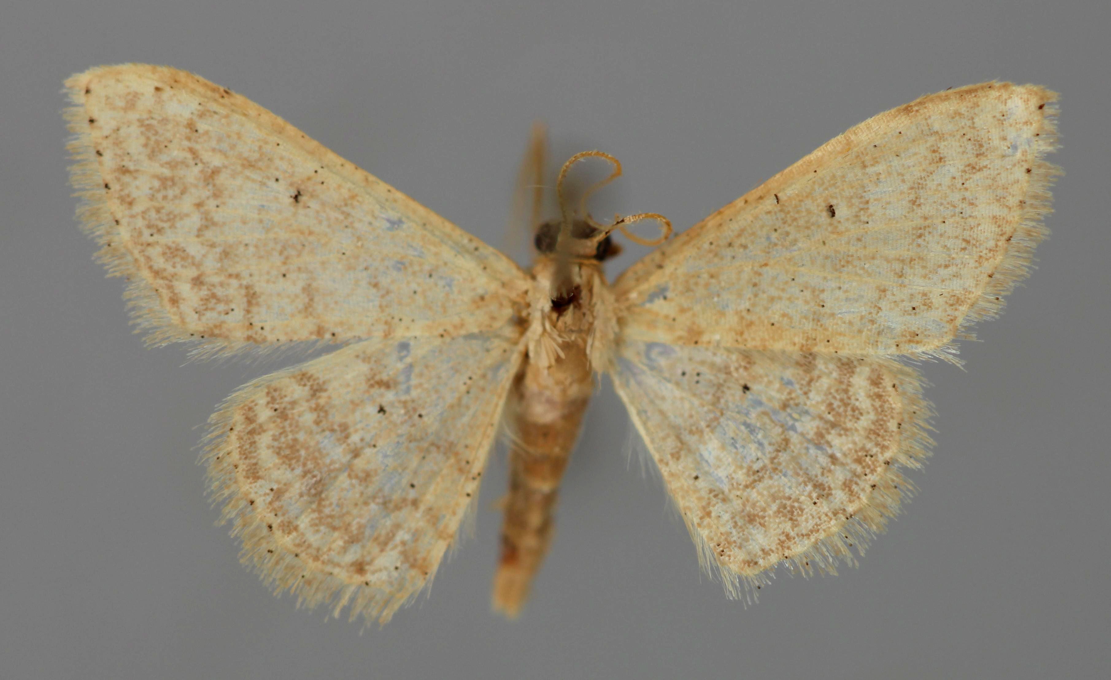 /filer/webapps/moths/media/images/T/terrearia_Scopula_A_ZSM_01.jpg