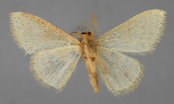 /filer/webapps/moths/media/images/T/terrearia_Scopula_A_ZSM_02.jpg