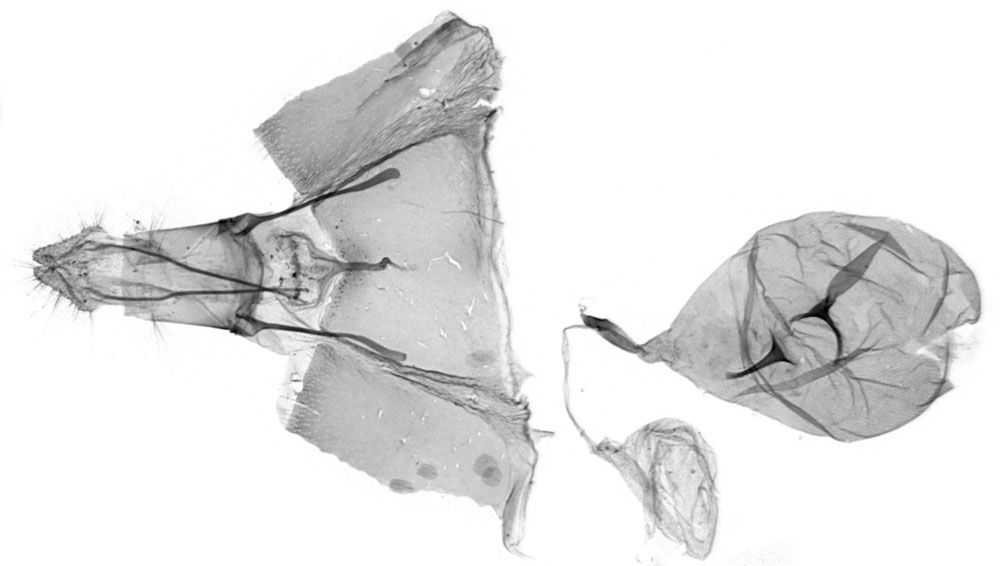 /filer/webapps/moths/media/images/T/terreirana_Eucosmocydia_GFPT_ZMJU.jpg