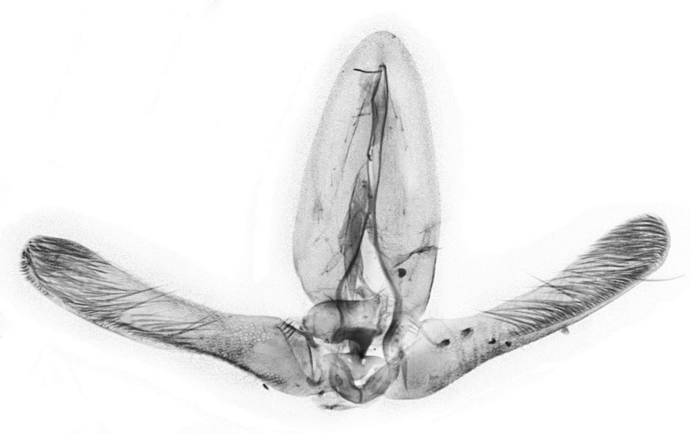 /filer/webapps/moths/media/images/T/terreirana_Eucosmocydia_GMHT_ZMJU_1250.jpg
