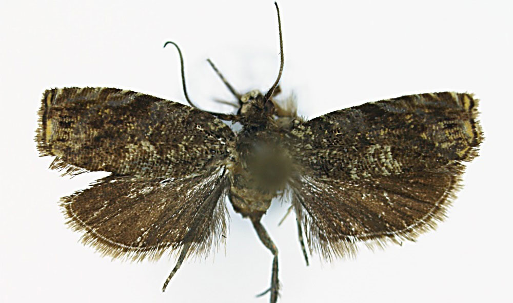 /filer/webapps/moths/media/images/T/terreirana_Eucosmocydia_HT_ZMJU.jpg