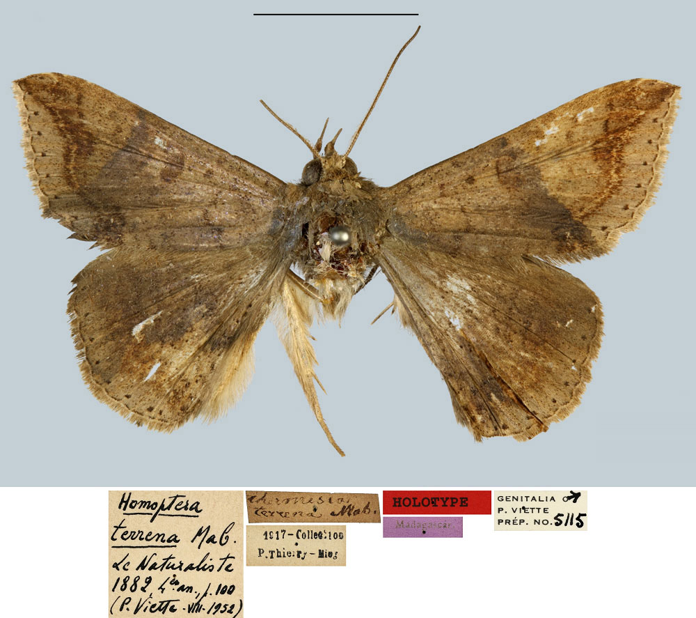 /filer/webapps/moths/media/images/T/terrena_Homoptera_HT_MNHN.jpg