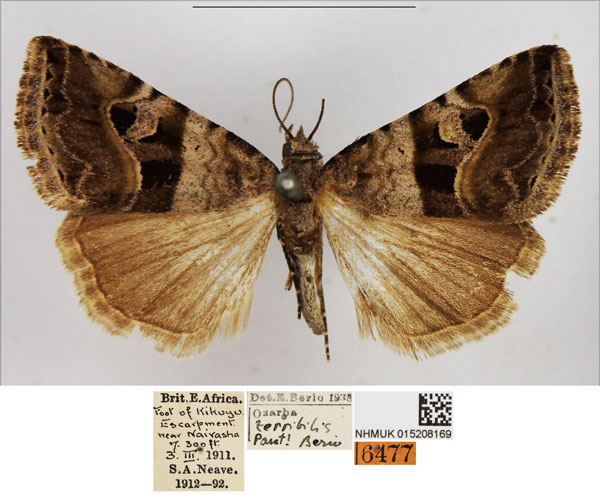 /filer/webapps/moths/media/images/T/terribilis_Ozarba_PTM_NHMUK_02.jpg