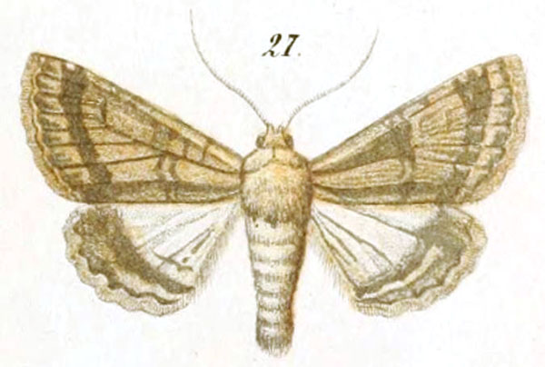 /filer/webapps/moths/media/images/T/terrigena_Pericyma_STM_Christoph_7-27.jpg